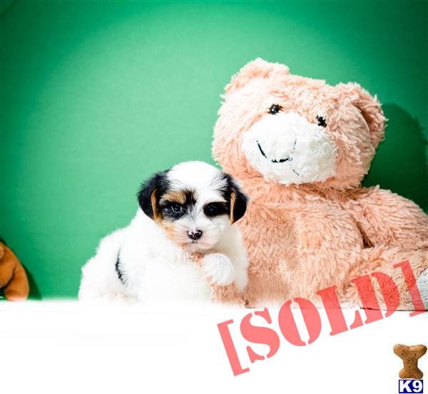 yorkie puppies for sale in toledo ohio document moved yorkie puppies for sale in toledo ohio document moved
