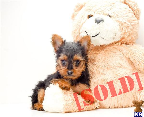 yorkie puppies for sale in cincinnati ohio document moved yorkie puppies for sale in cincinnati ohio document moved