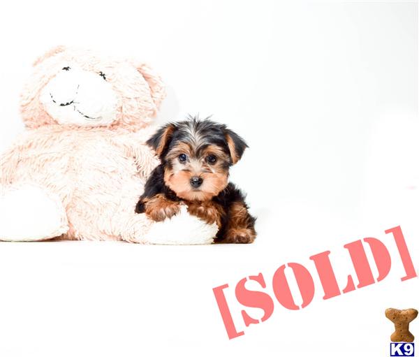 yorkies for sale in dayton ohio document moved yorkies for sale in dayton ohio document moved