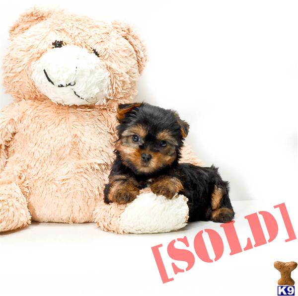 free puppies in cleveland ohio buy our yorkie puppy for adoption near cleveland ohio 614 859 2025 a free puppies in cleveland ohio buy our yorkie puppy for adoption near cleveland ohio 614 859 2025 a