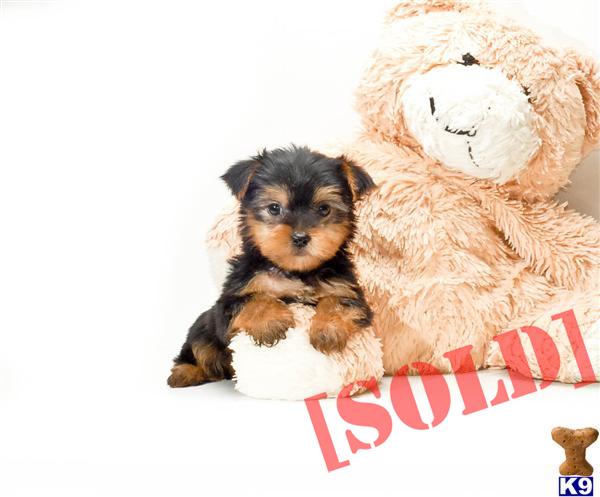 yorkie puppies for sale in akron ohio document moved yorkie puppies for sale in akron ohio document moved