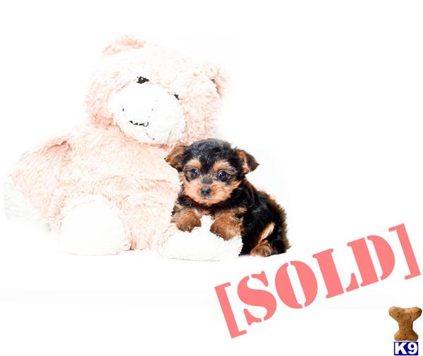 yorkie puppies for sale in canton ohio document moved yorkie puppies for sale in canton ohio document moved