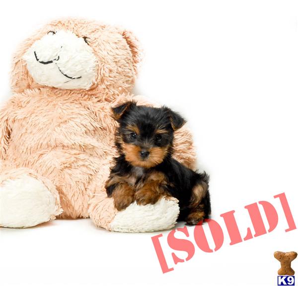 teacup yorkie for adoption in ohio document moved teacup yorkie for adoption in ohio document moved