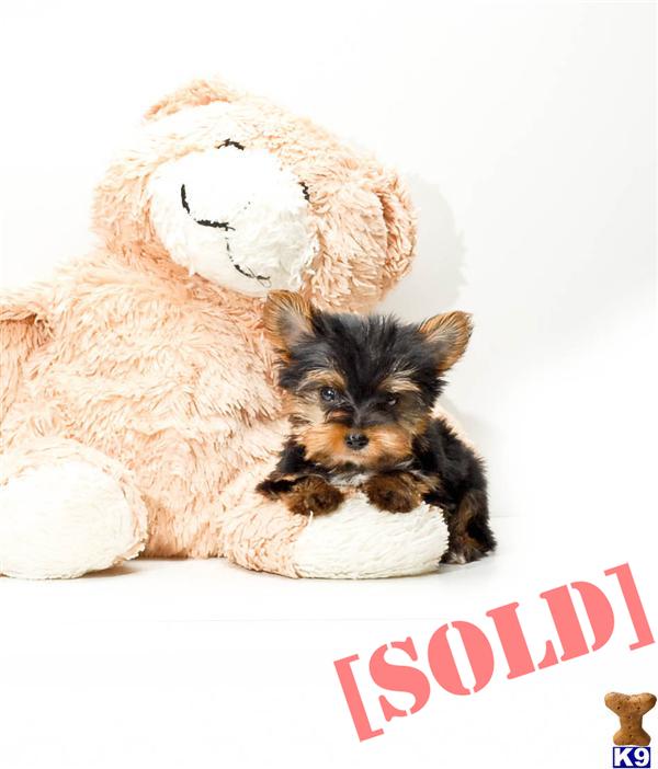 yorkie puppies for sale in akron ohio document moved yorkie puppies for sale in akron ohio document moved