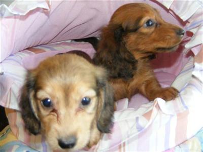 AKC puppies - Black and cream and red male longhair