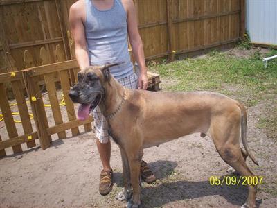 Bailey