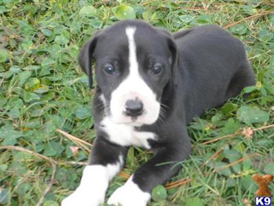 AKC MANTLE FEMALE