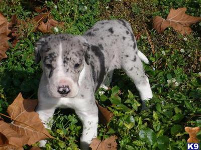 AKC MANTLE MERLE FEMALE