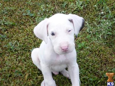 AKC Lightly Marked Male Harlequin