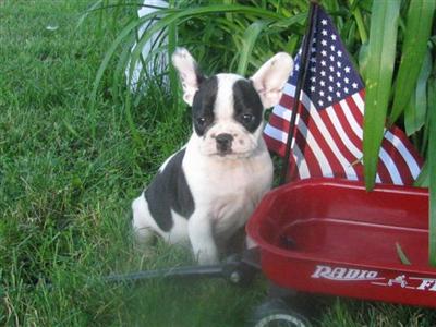 Superior Quality puppies Available NOW