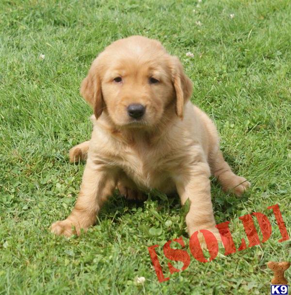 registered golden retriever breeders akc registered golden retriever puppies for sale gold coast dogs to breeds picture registered golden retriever breeders akc registered golden retriever puppies for sale gold coast dogs to breeds picture