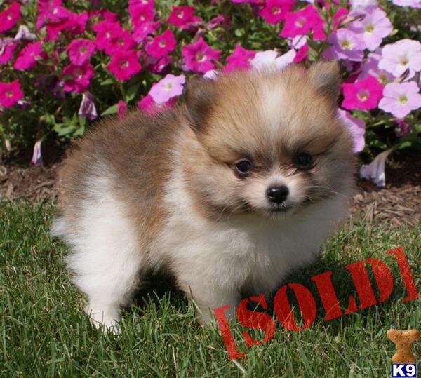 pomeranian litter size document moved pomeranian litter size document moved