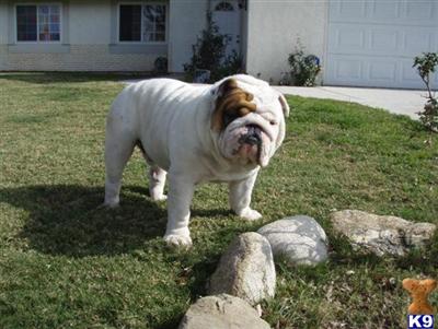 AKC ENGLISH BULLDOG STUD SERVICE