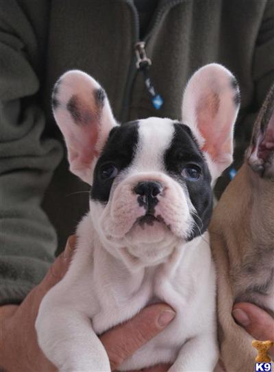 French bulldog black pied male puppy