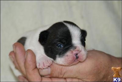 French bulldog black pied female puppy
