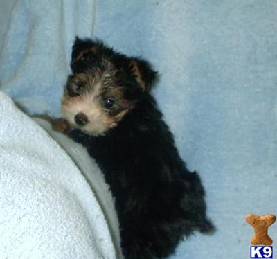 ADORABLE PARTI MALE YORKIE