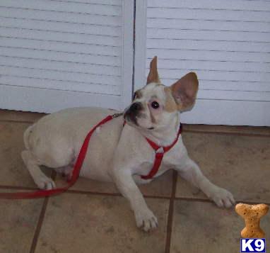 BEAUTIFUL HONEY PIEBALD FEMALE