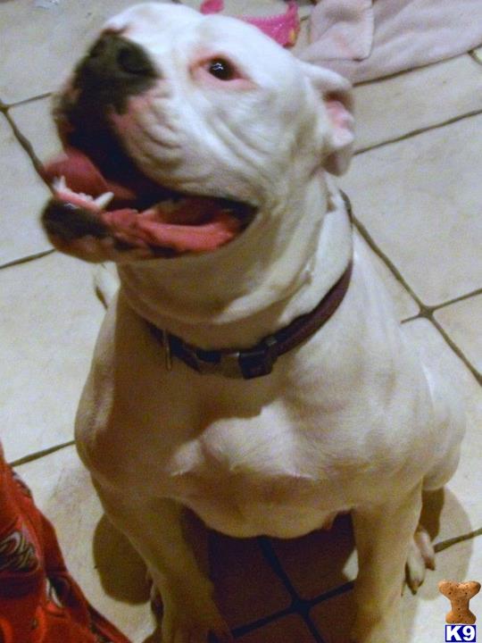 Champion Bloodline American Bulldogs