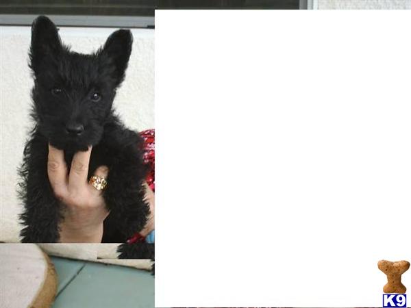 Ready for Forever homes