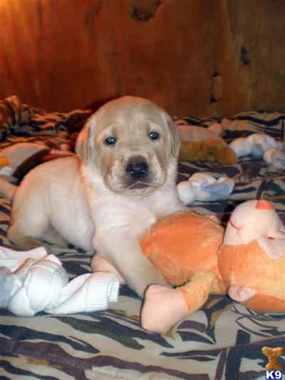AKC Yellow Labrador Retriever Puppies