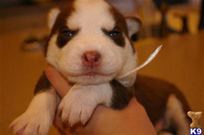 AKC Top quality Siberian Husky Pups