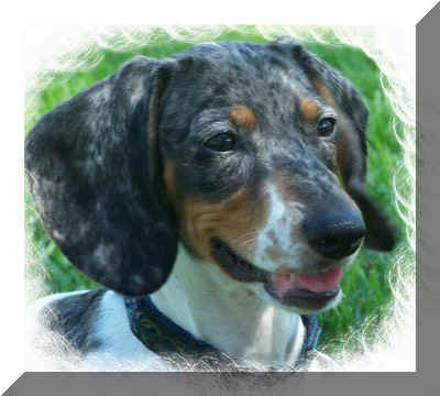 Indy For sale or stud