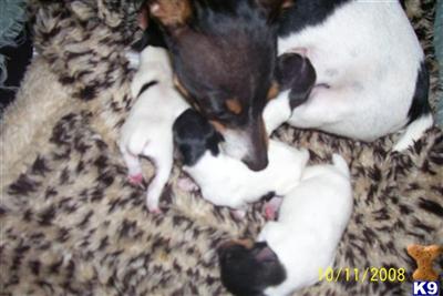 TOY FOX TERRIER PUPPIES FOR SALE