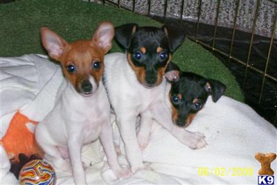 FRITZFOX TOY FOX TERRIER PUPS-COMING SOON