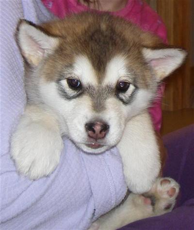 Giant Alaskan Malamutes