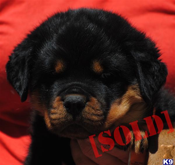 akc rottweiler puppies for sale in michigan document moved akc rottweiler puppies for sale in michigan document moved