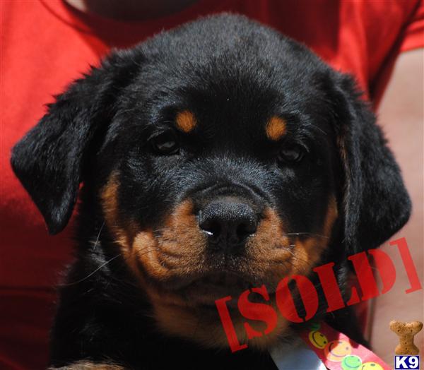 akc rottweiler puppies for sale in michigan akc rottweiler puppies for sale 353689 akc rottweiler puppies for sale in michigan akc rottweiler puppies for sale 353689