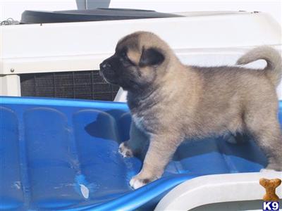 Akita pups for sale