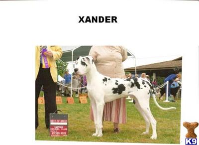 AKC Great Dane Puppies Soon to come