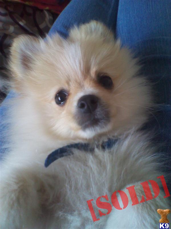 teacup pomeranian for sale in michigan document moved teacup pomeranian for sale in michigan document moved