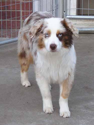 Mr Chip- Red Merle Male