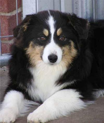 Great Bloodlines and the personality to match