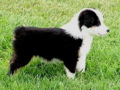 Champion Bred Dogs and Current litters