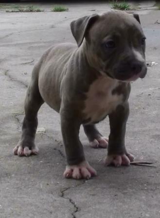 BLUE AMERICAN PIT BULL TERRIER PUPS FOR SALE