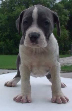 BLUE PIT BULL PUPS FOR SALE