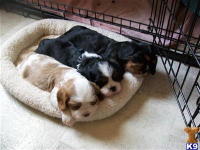 CAVALIER KING CHARLES SPANIEL PUPPIES