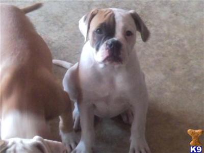 Off the tyson line american bulldog puppies