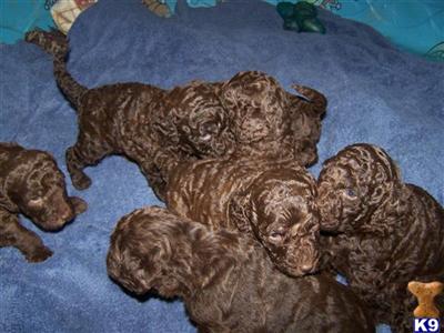 F1b Chocolate Brown Doodles