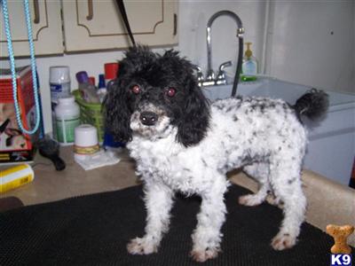 Pair of parti poodles