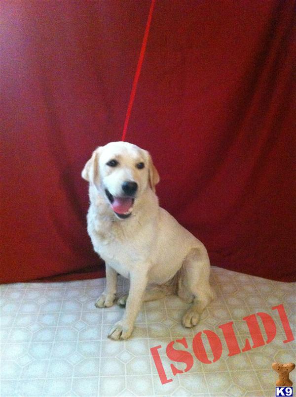 Therapy Dog Juliet