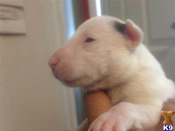 TOP QUALITY Miniature Bull Terriers