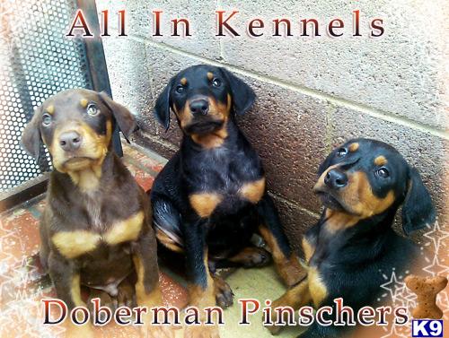 Doberman Pinscher Puppies