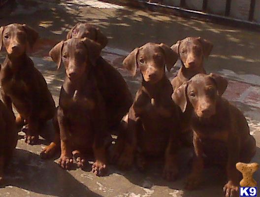Doberman Pinscher Puppies