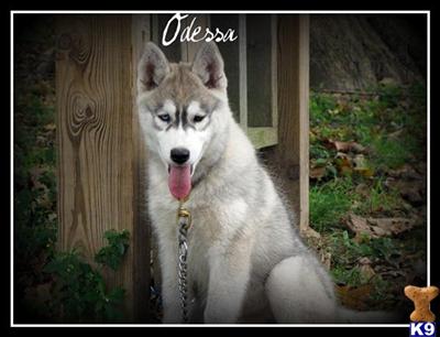Gorgeous Siberian husky puppies available   