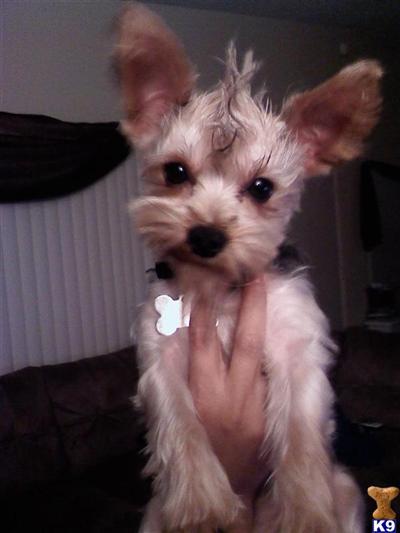Dodger 