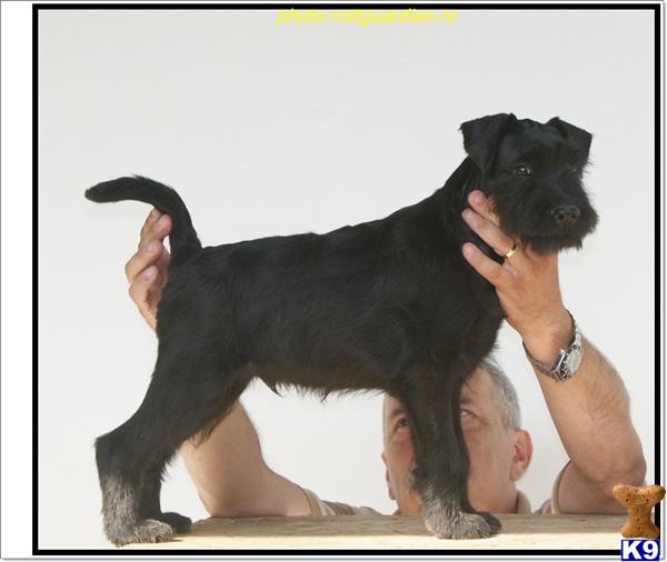 black standard schnauzer for sale